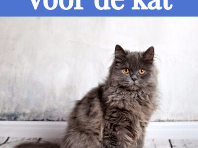 Voor de kat